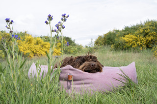 Oder: Dösen auf dem neuen Hundebett von Cloud7